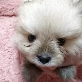 ポメラニアン