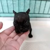 フレンチブルドッグ