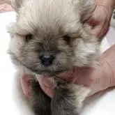 ポメラニアン