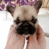 フレンチブルドッグ【神奈川県・女の子・2025年10月15日・フォーン】の写真3