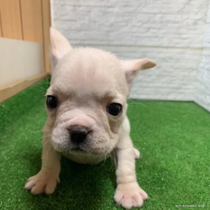 ID:2205-03361の子犬