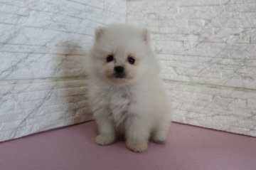 ポメラニアン【神奈川県・女の子・2021年10月8日・クリ-ム】の写真「ふわふわもこもこ♪ポメラニアンの女の子」