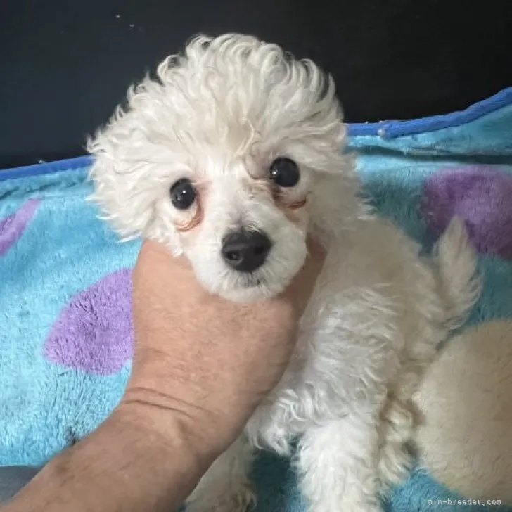 ID:2305-01683の子犬