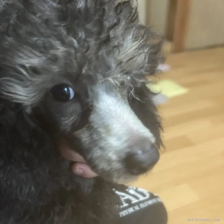 ID:2305-02489の子犬