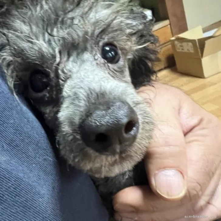 ID：2305-02340の子犬