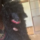 タイニープードル【福島県・男の子・2023年3月11日・ブラック】の写真1