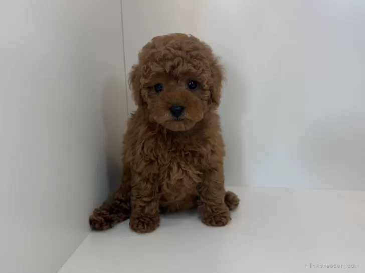 ID：2508-01883の子犬