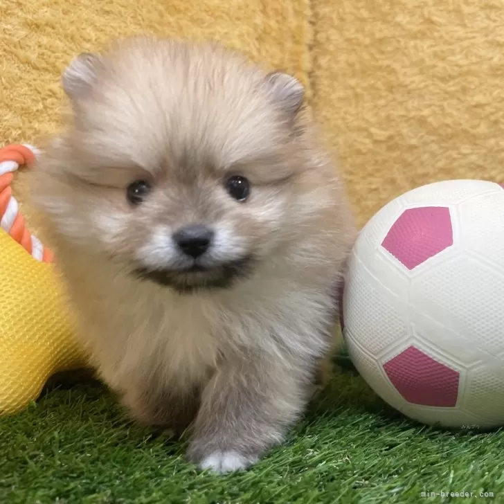 ID:2411-00009の子犬