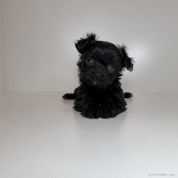 ブリーダー画像