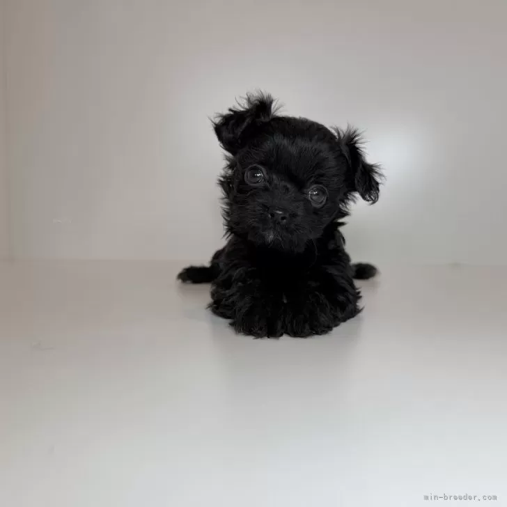 チワプー(チワワ×トイプードル)【山口県・女の子・2025年9月23日・ブラック】の写真1