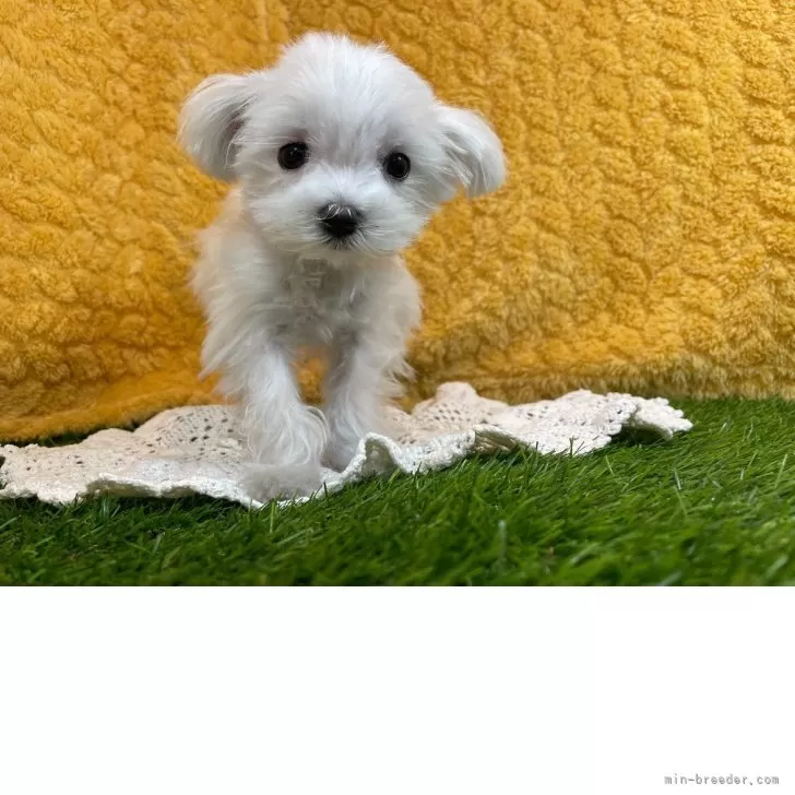 ID：2504-04296の子犬