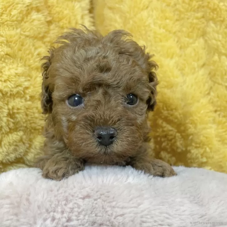 ID：2501-06085の子犬