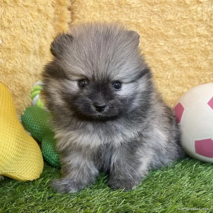 ID:2411-00012の子犬