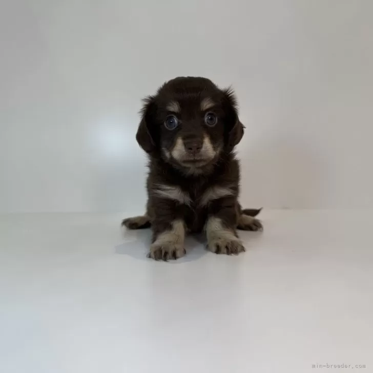 チワックス(チワワ×ダックスフンド)【山口県・女の子・2025年8月29日・チョコレート&amp;イエロー】の写真1