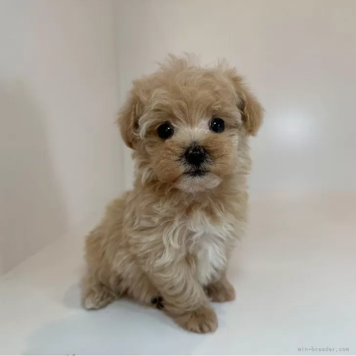 ID:2508-01905の子犬