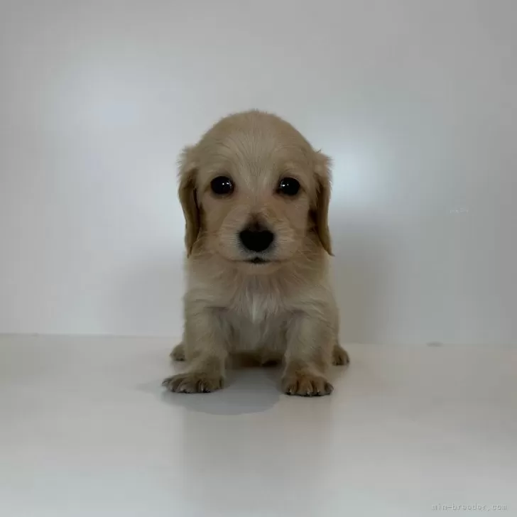 ミニチュアダックスフンド(ロング)【山口県・女の子・2025年10月15日・イエロー】の写真1