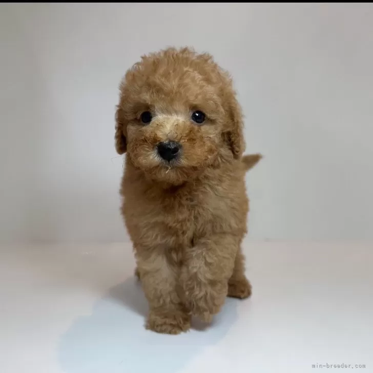 ID：2507-09271の子犬