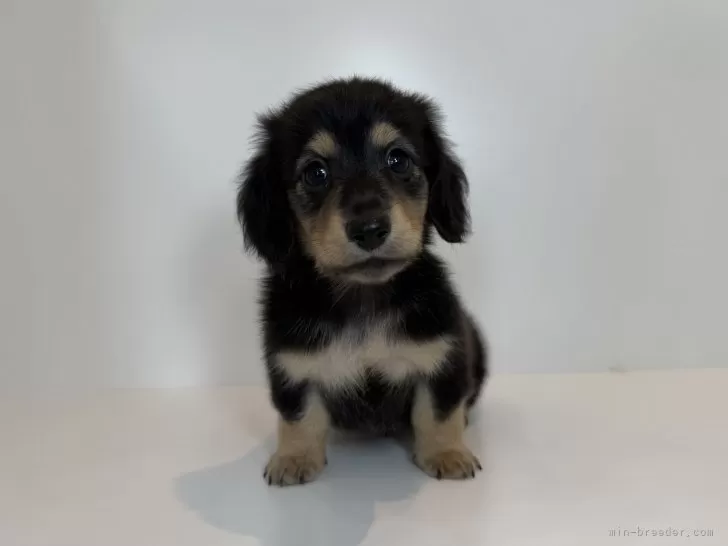 ID:2507-09277の子犬