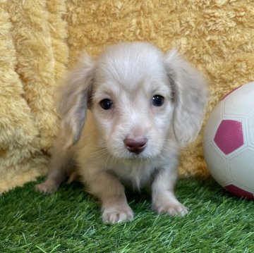 カニンヘンダックスフンド(ロング)【山口県・女の子・2024年12月11日・イエロー】の写真「愛嬌たっぷり女の子♡当社管理番号：12202」