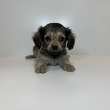 チワックス(チワワ×ダックスフンド)【山口県・男の子・2025年8月16日・シェーデッドイエロー】の写真「クリクリおめめの男の子♡当社管理番号：100802」