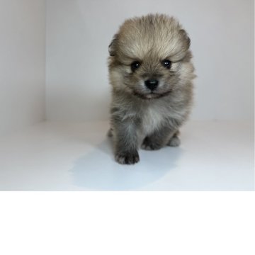 ポメラニアン【山口県・女の子・2025年5月14日・オレンジセーブル】の写真「ふわふわ可愛い女の子♡当社管理番号：61201」