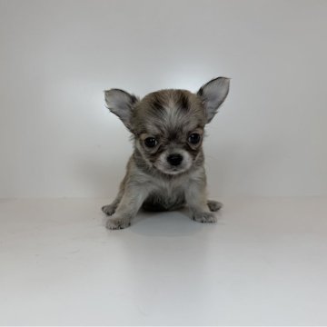 チワワ(ロング)【山口県・男の子・2025年10月22日・フォーン】の写真「優しいお顔の癒し系♡当社管理番号:120203」