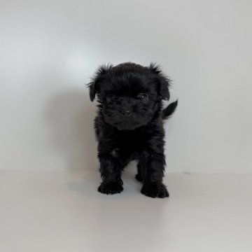 チワプー(チワワ×トイプードル)【山口県・女の子・2025年9月23日・ブラック】の写真「クリクリおめめの女の子♡当社管理番号：110401」