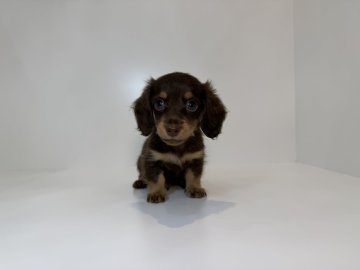 ミニチュアダックスフンド(ロング)【山口県・男の子・2025年8月20日・チョコレート&タン】の写真「クリクリおめめの男の子♡当社管理番号:101601」