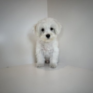 マルチーズ【山口県・男の子・2025年6月27日・ホワイト】の写真「可愛いさ満点男の子♡当社管理番号：80605」
