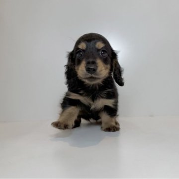 ミニチュアダックスフンド(ロング)【山口県・女の子・2025年10月12日・ブラック&タン】の写真「顔立ちが凄く綺麗な子♡当社管理番号：112501」