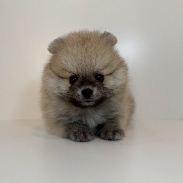 ポメラニアン【山口県・男の子・2025年7月17日・ウルフセーブル】の写真「癒しのかたまり男の子♡当社管理番号：82402」