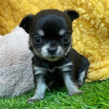 チワワ(ロング)【山口県・女の子・2025年1月6日・ブラック&イエロー】の写真「愛嬌たっぷりキュートな子♡当社管理番号：20604」