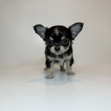 チワワ(ロング)【山口県・男の子・2025年10月22日・トライカラー】の写真「初登場カラーの男の子♡当社管理番号:120205」