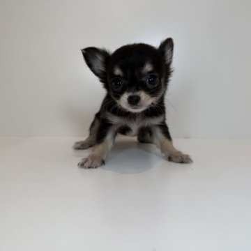 チワワ(ロング)【山口県・女の子・2025年9月27日・ブラック&イエロー】の写真「クリクリおめめの女の子♡当社管理番号:112703」