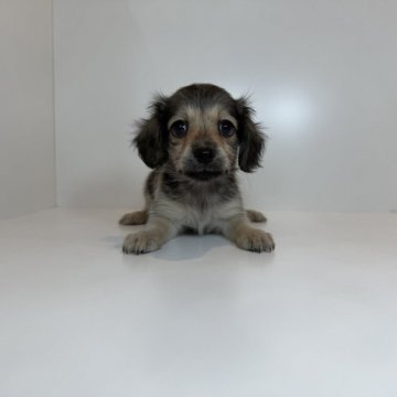 チワックス(チワワ×ダックスフンド)【山口県・女の子・2025年8月16日・シェーデッド&イエロー】の写真「愛嬌たっぷり可愛女の子♡当社管理番号：100805」