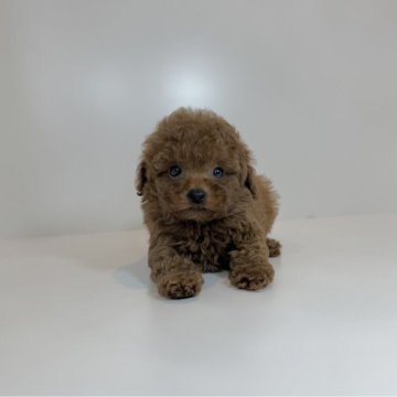 トイプードル(ティーカップ)【山口県・女の子・2025年10月4日・レッド】の写真「ぬいぐるみみたいな女の子♡当社管理番号:12702」