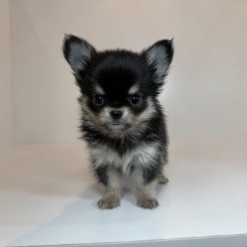 チワワ(ロング)【山口県・男の子・2025年9月21日・ブラック&イエロー】の写真「モフッとカワイイ男の子♡当社管理番号：111201」