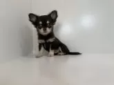 チワワ(ロング)