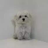 マルチーズ