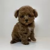 ティーカッププードル