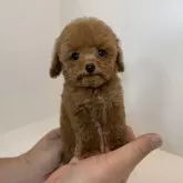 ティーカッププードル
