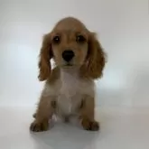 ミニチュアダックスフンド(ロング)【山口県・男の子・2025年6月23日・ゴールド】の写真1