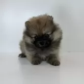 ポメラニアン