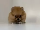 ポメラニアン