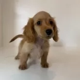 ミニチュアダックスフンド(ロング)【山口県・男の子・2025年6月23日・ゴールド】の写真3