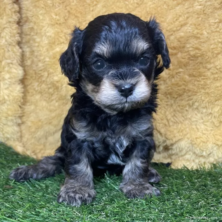 ID:2411-00006の子犬