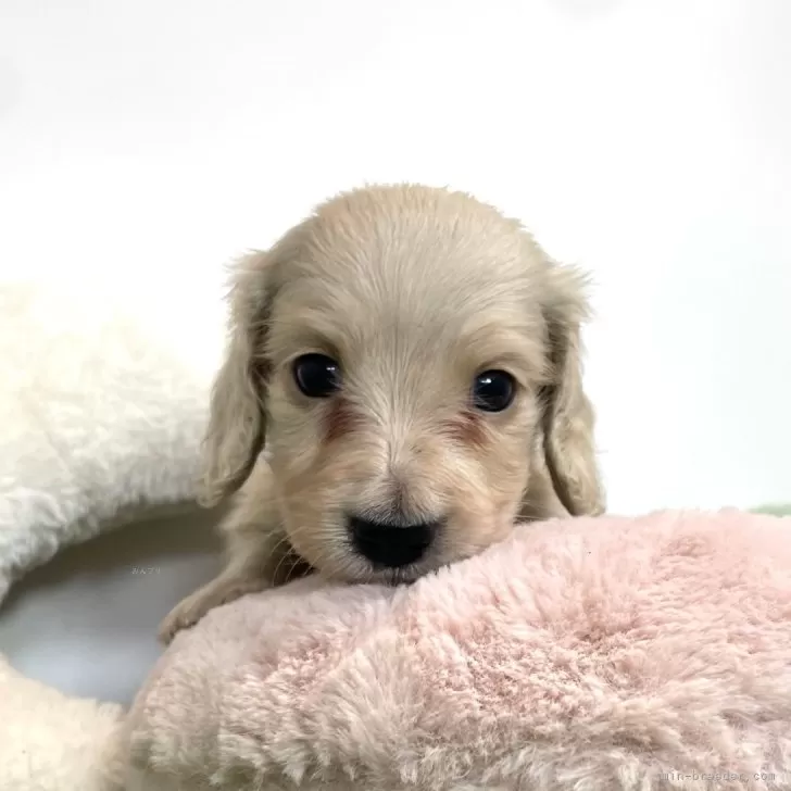 ひろぷー 様のお迎えした子犬