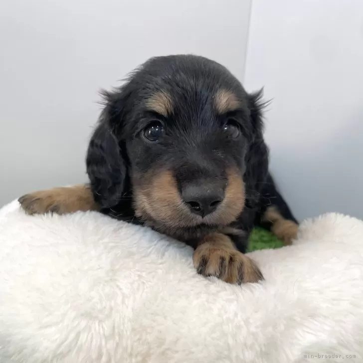 ID:2405-06825の子犬