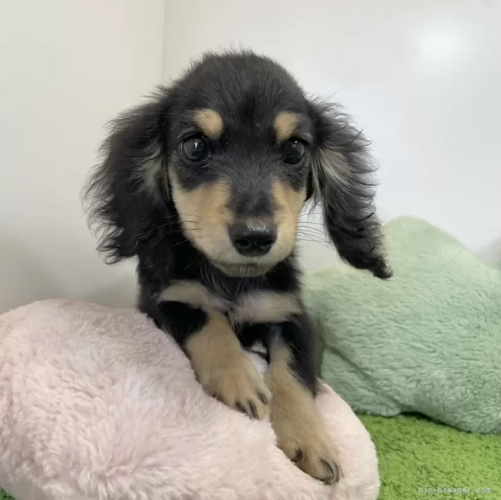 ID:2406-03389の子犬