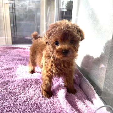 トイプードル(ティーカップ)【山口県・男の子・2023年11月22日・レッド】の写真「タレ目が可愛い男の子♡当社管理番号：3104」